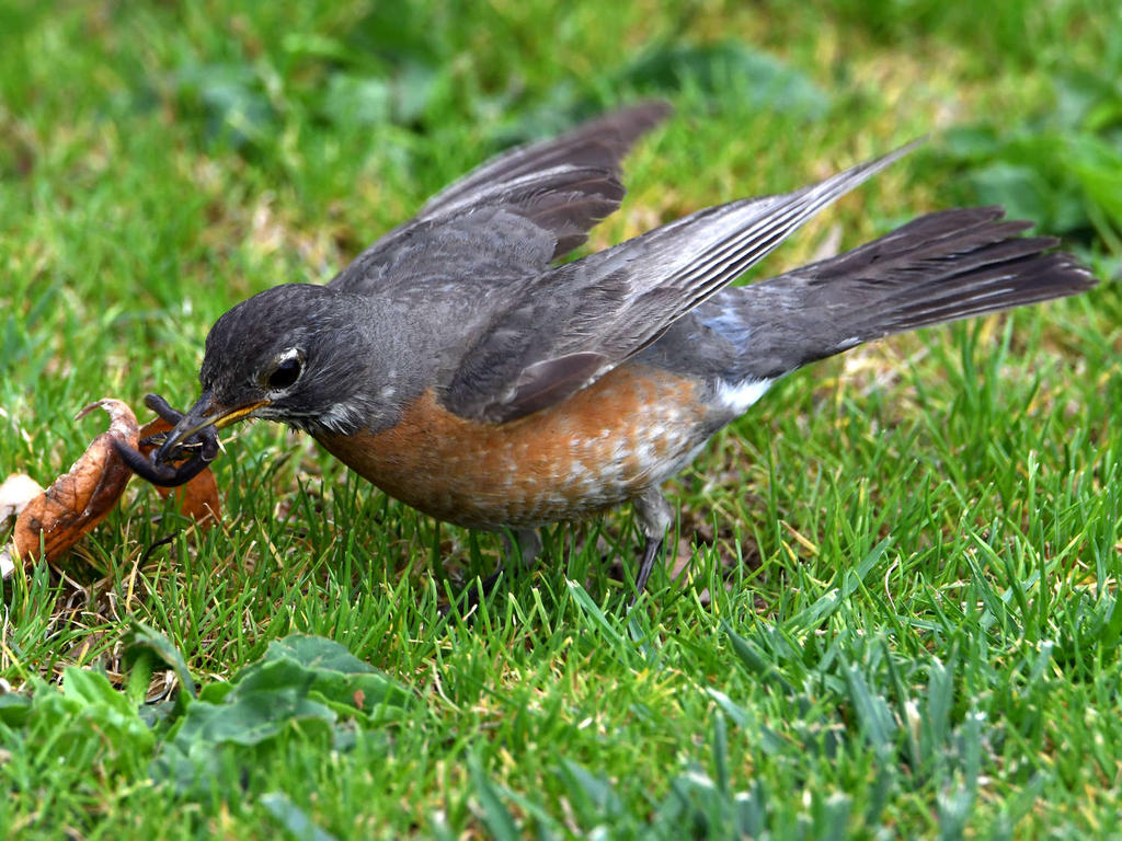 Robin6.jpg