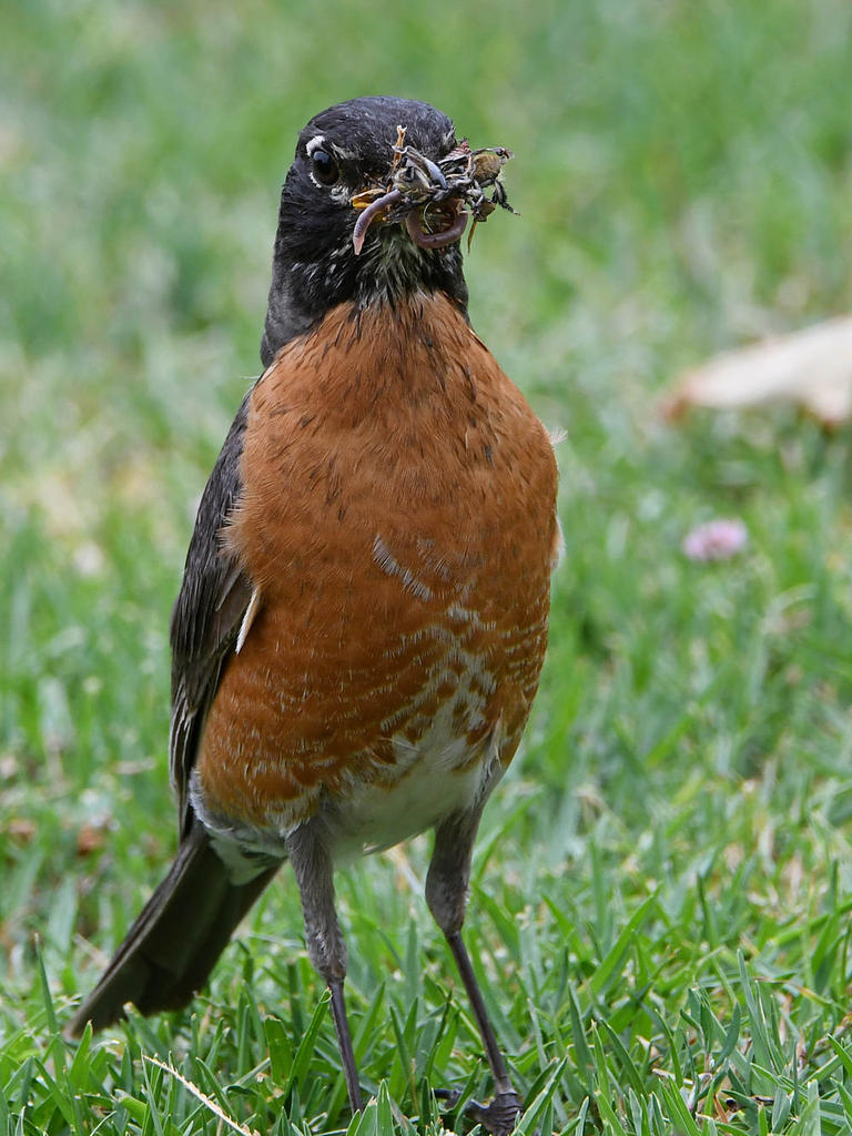 Robin6.jpg