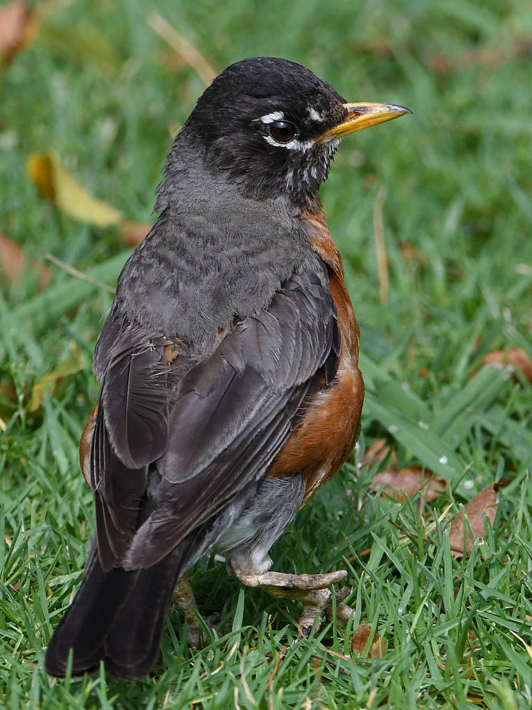 Robin6.jpg