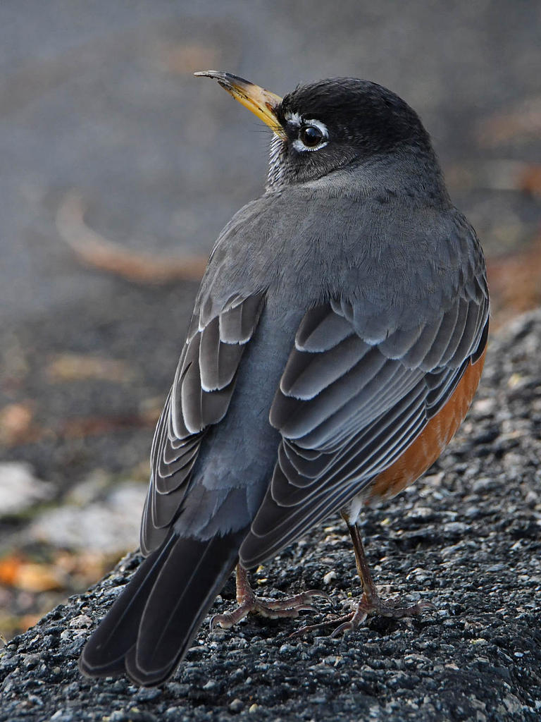 Robin6.jpg
