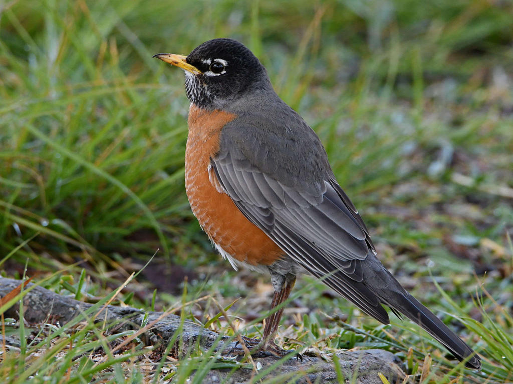 Robin6.jpg