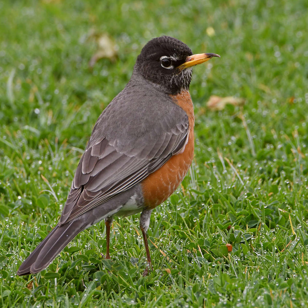 Robin6.jpg
