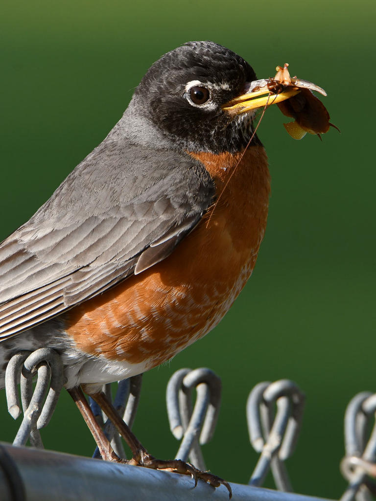Robin6.jpg