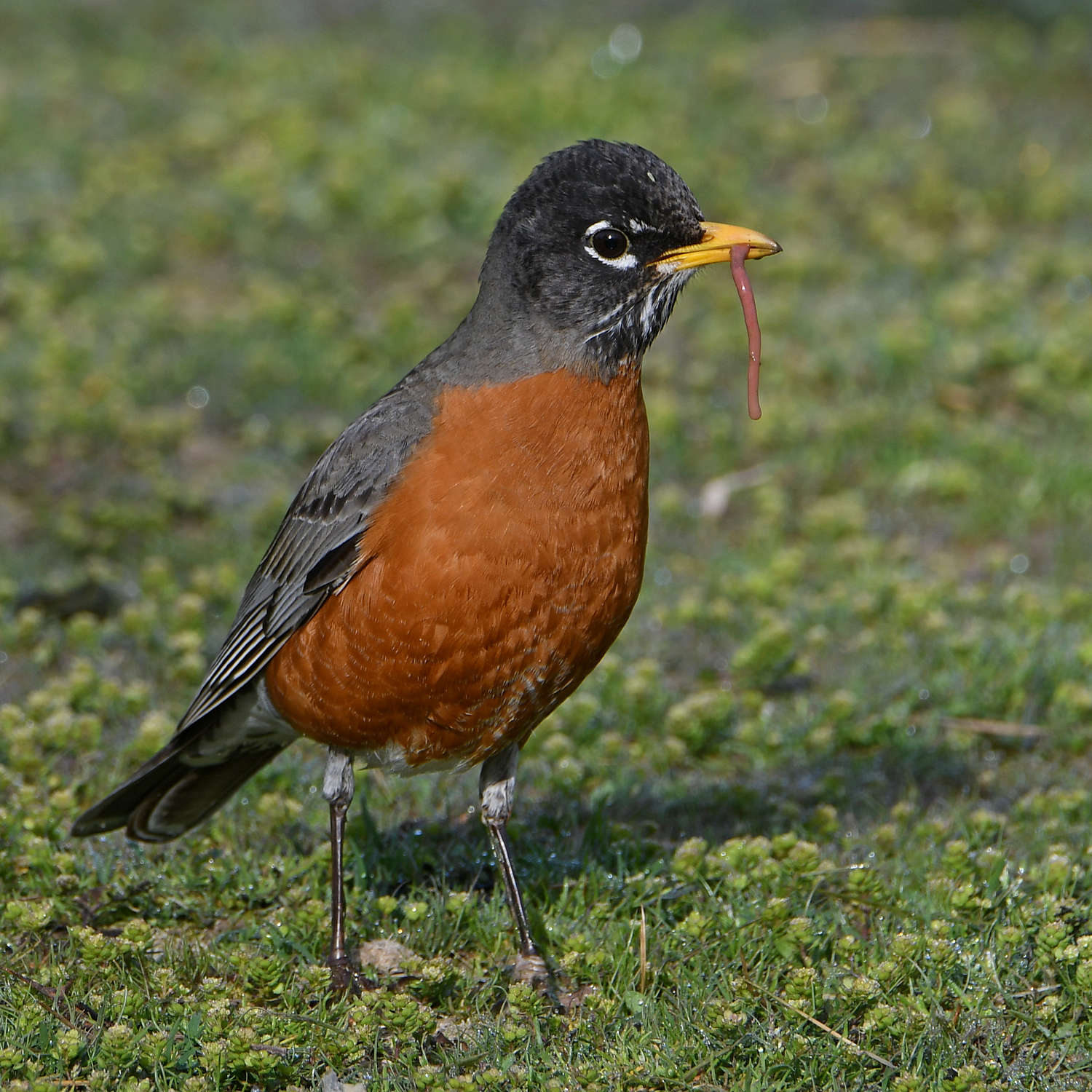 Robin6.jpg