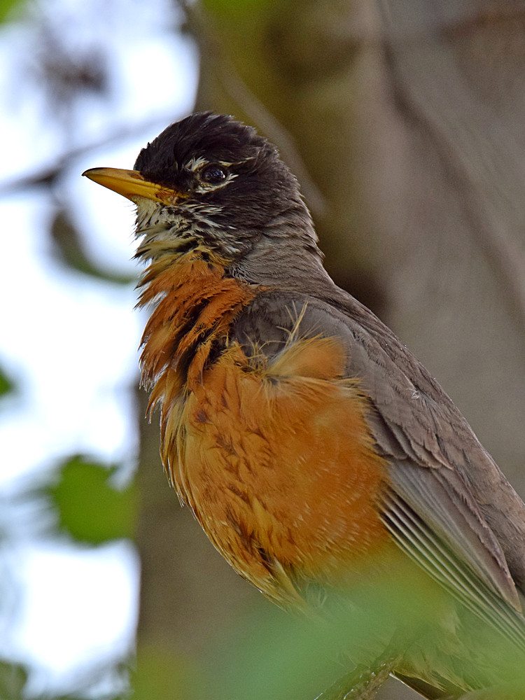 Robin7.jpg