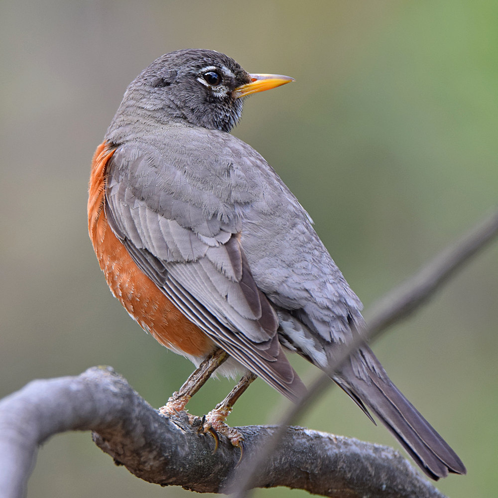 Robin7.jpg