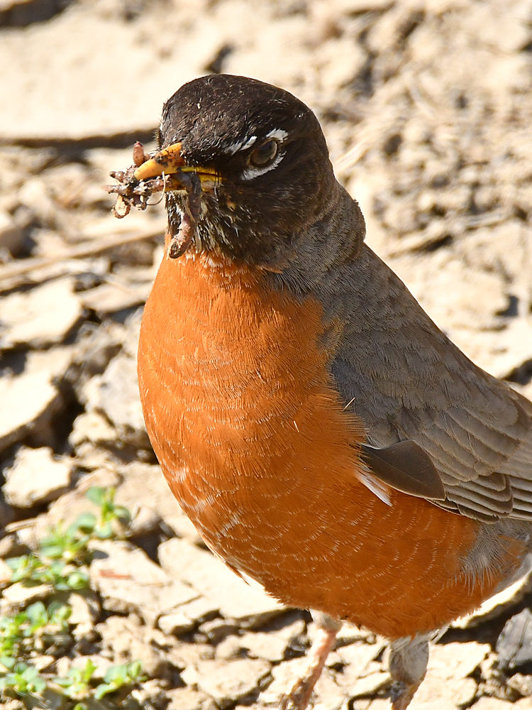 Robin7.jpg