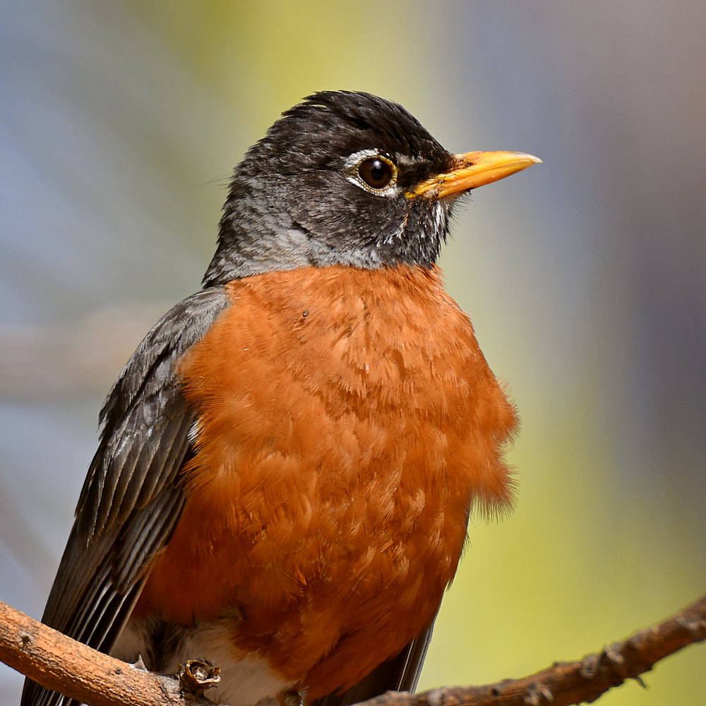 Robin7.jpg