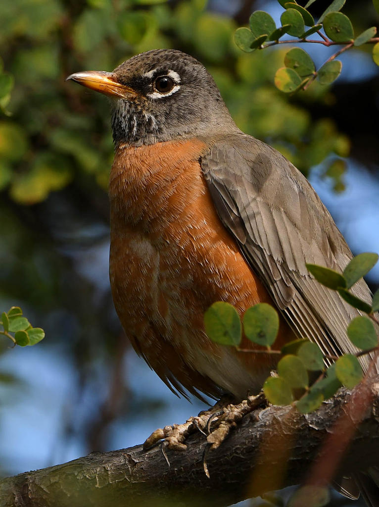 Robin7.jpg