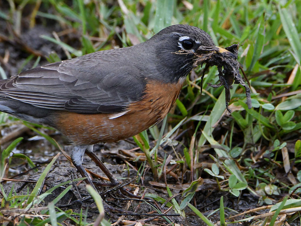 Robin7.jpg