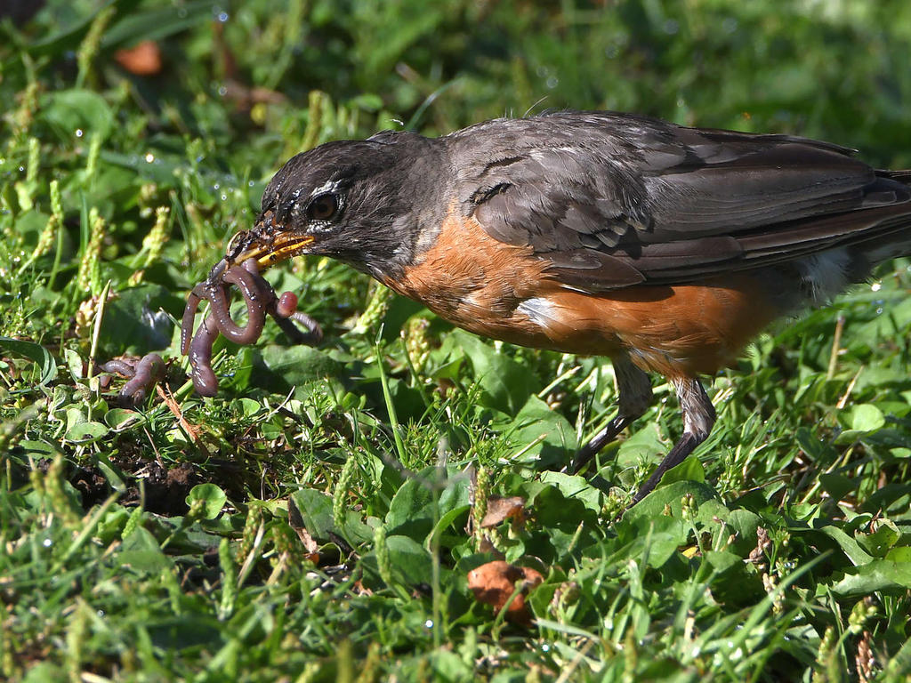 Robin7.jpg