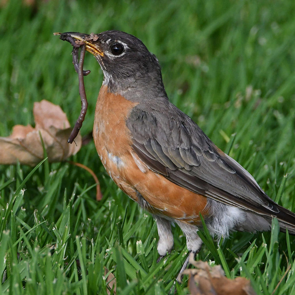 Robin7.jpg