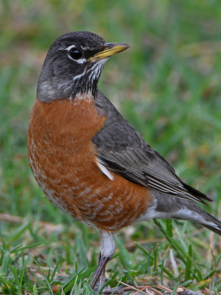 Robin7.jpg