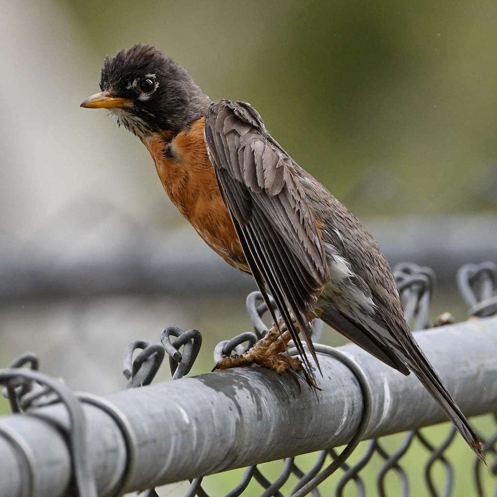 Robin7.jpg