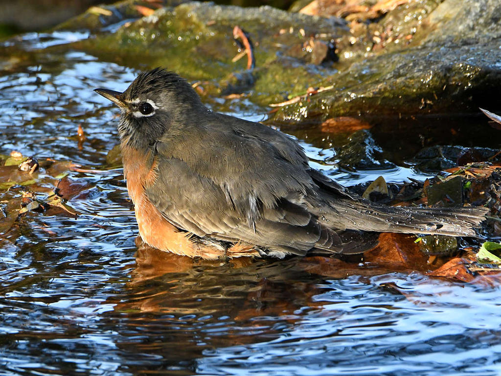 Robin7.jpg