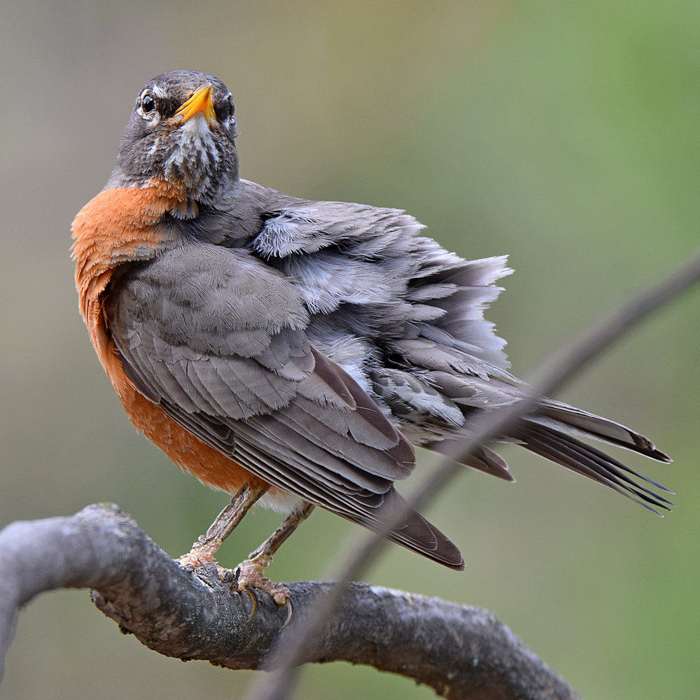 Robin8.jpg