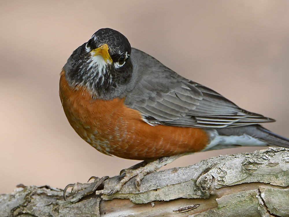Robin8.jpg