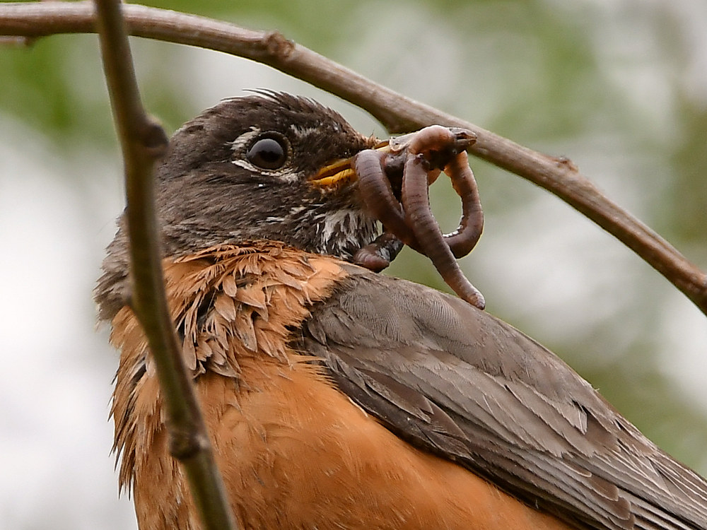 Robin8.jpg