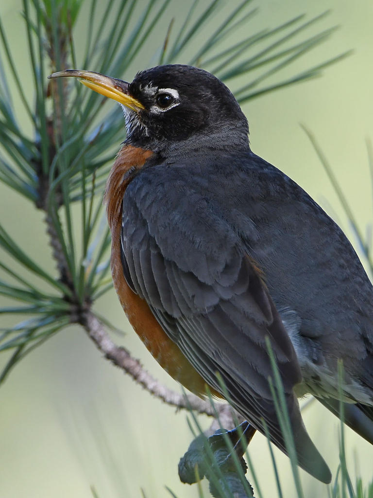 Robin8.jpg