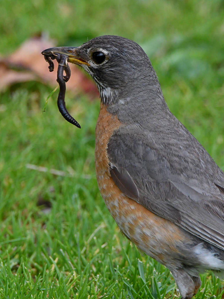 Robin8.jpg