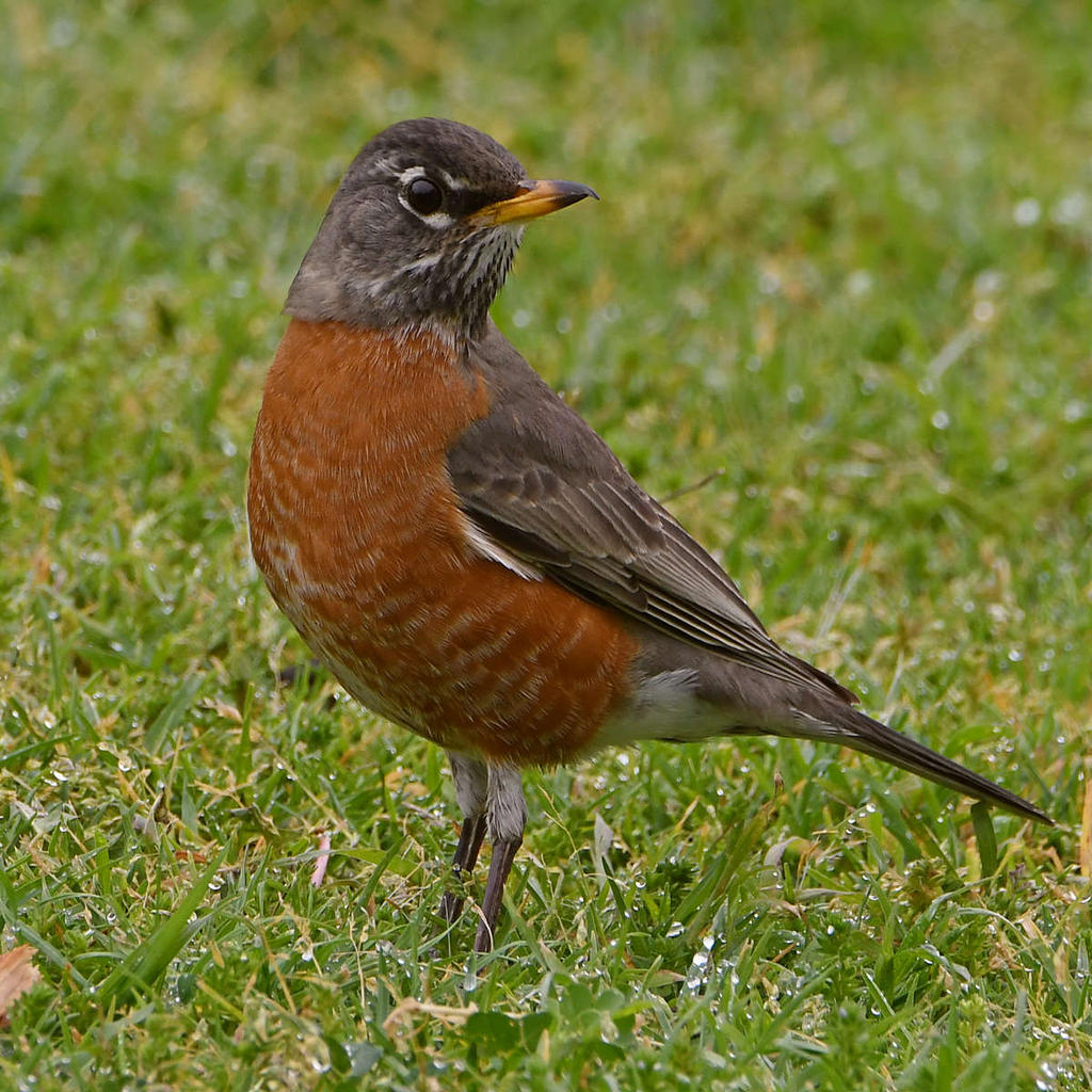 Robin8.jpg