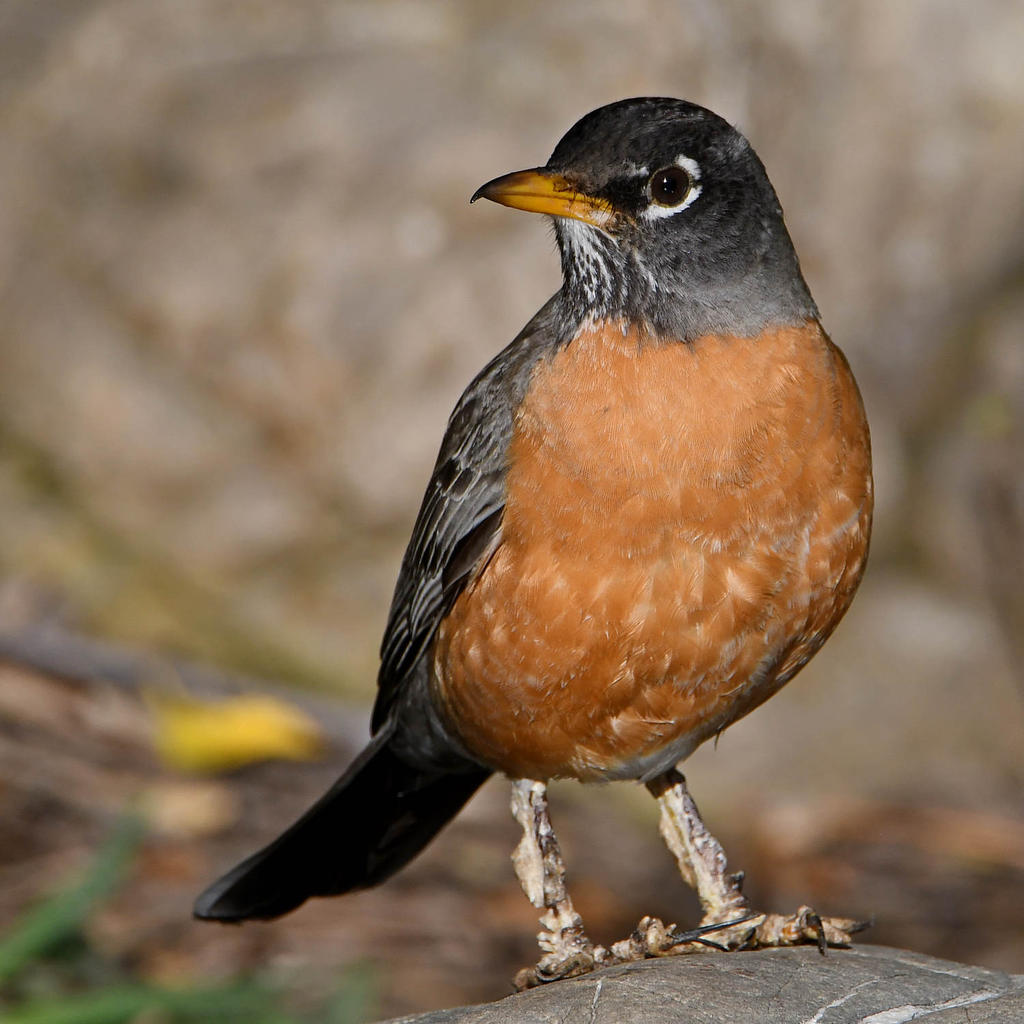 Robin8.jpg