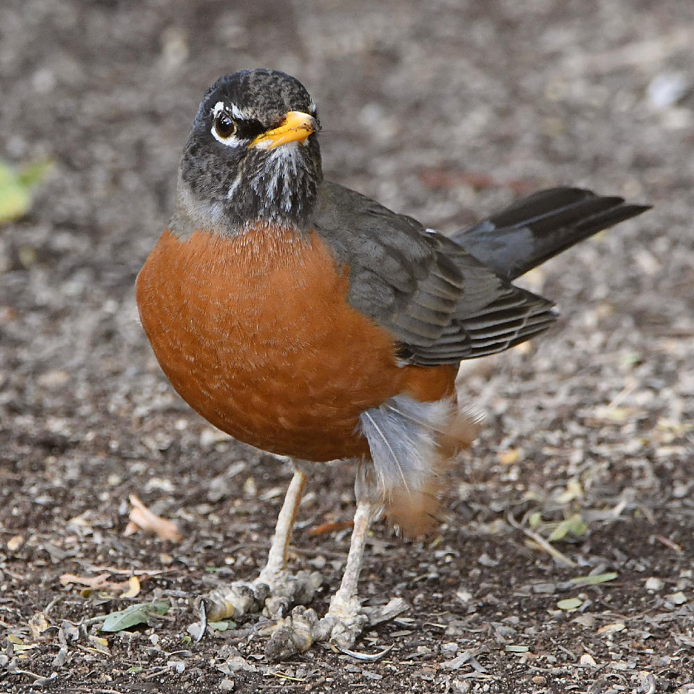 Robin9.jpg