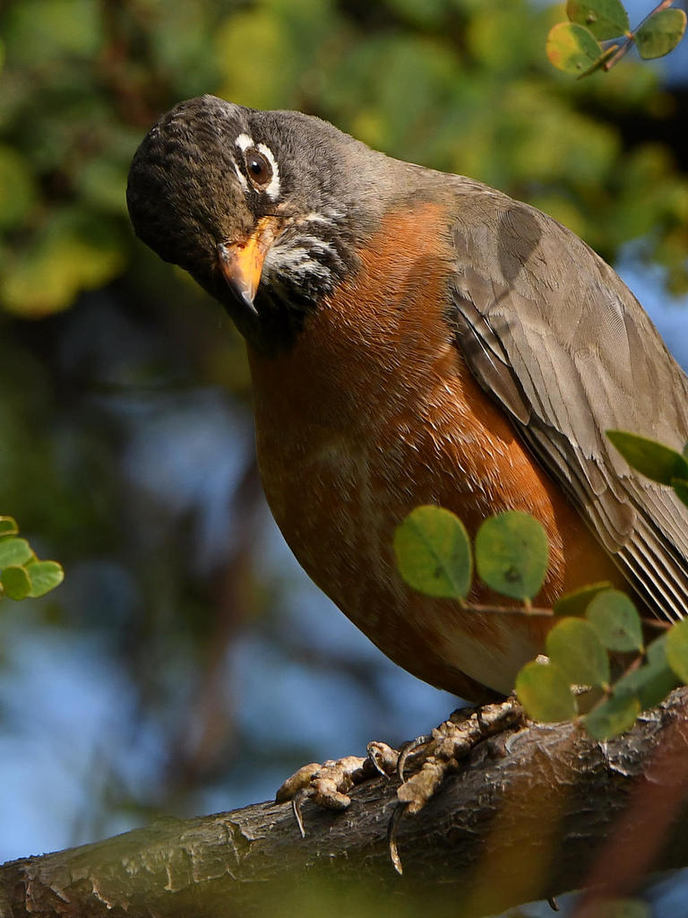 Robin9.jpg