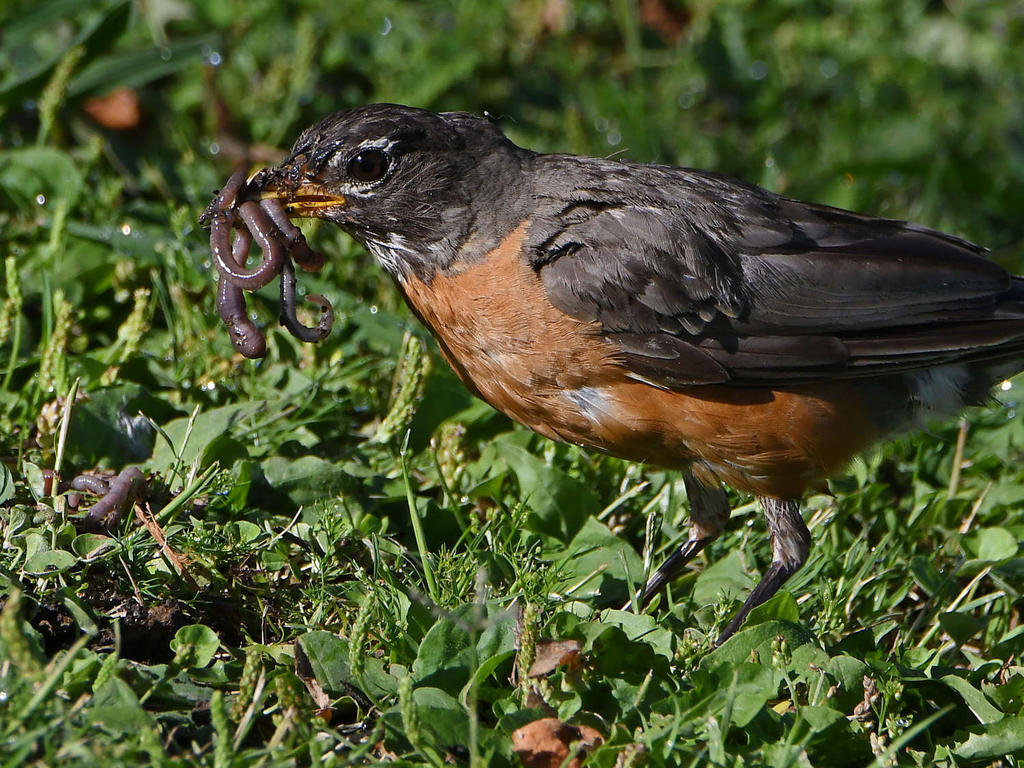 Robin9.jpg