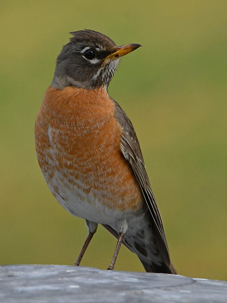 Robin9.jpg