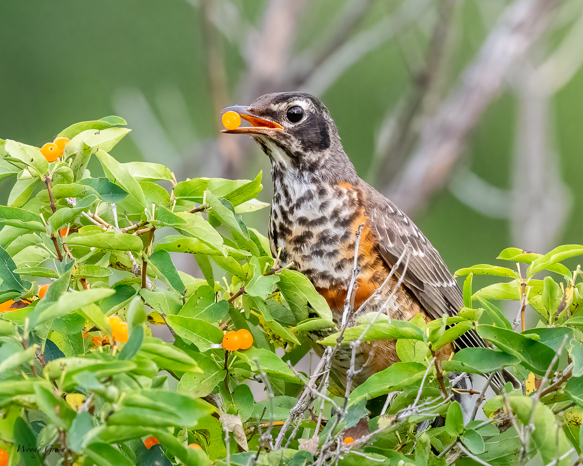 RobinBerry-15.jpg