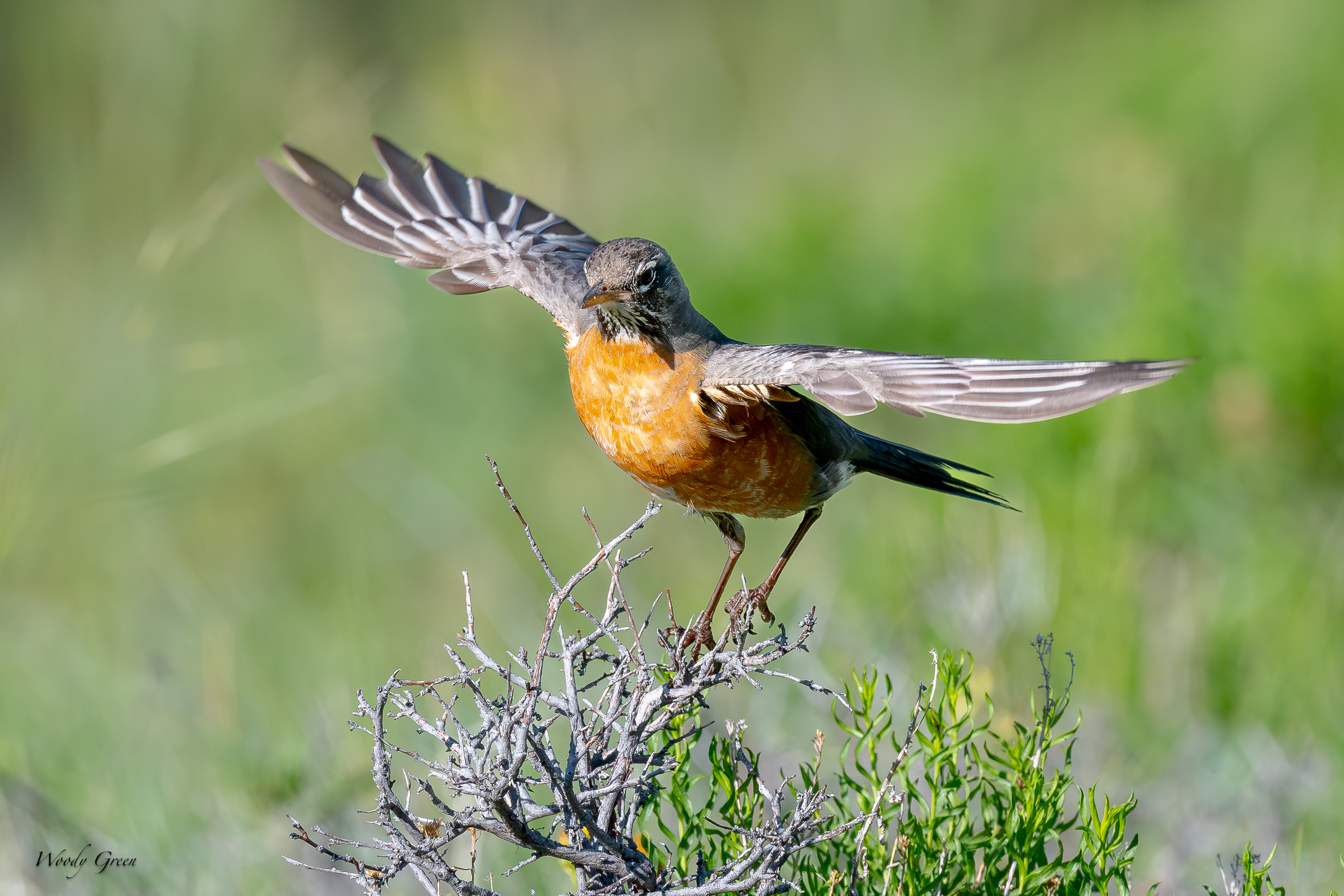 RobinTakeoff-205.jpg