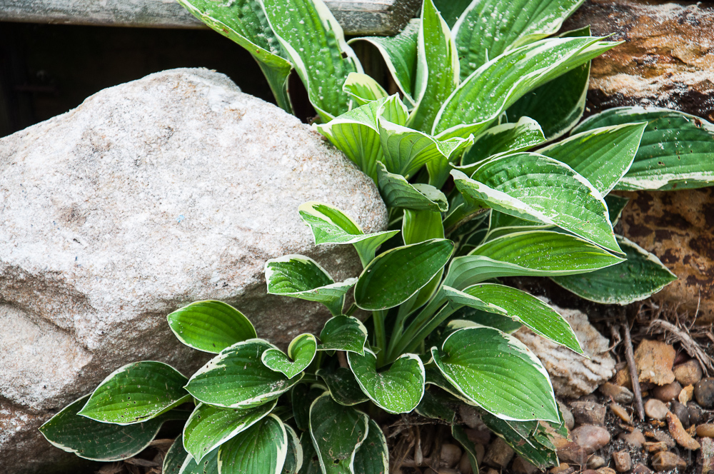 Rock on Hosta (1 of 1).jpg