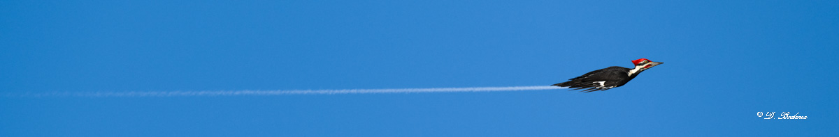 rocket-2.jpg