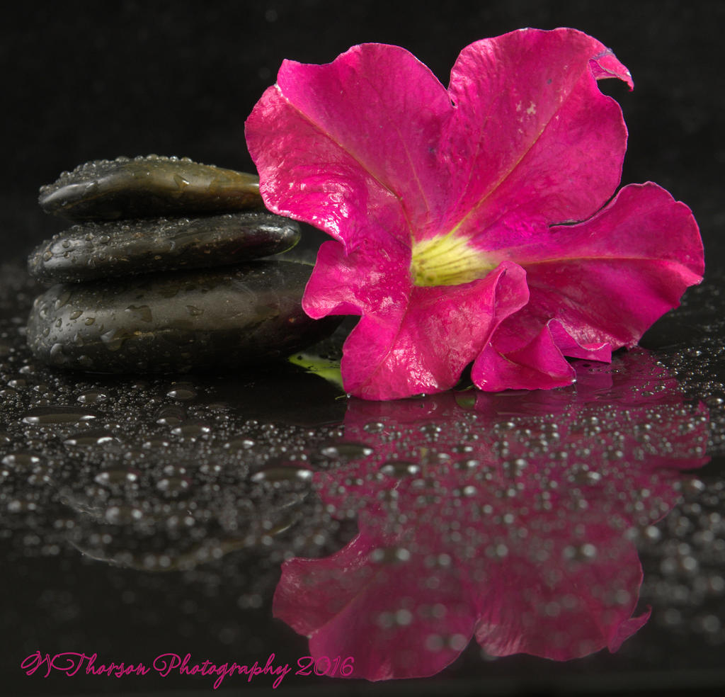 Rocks and Pink Petunia #2  8-27-2016.jpg