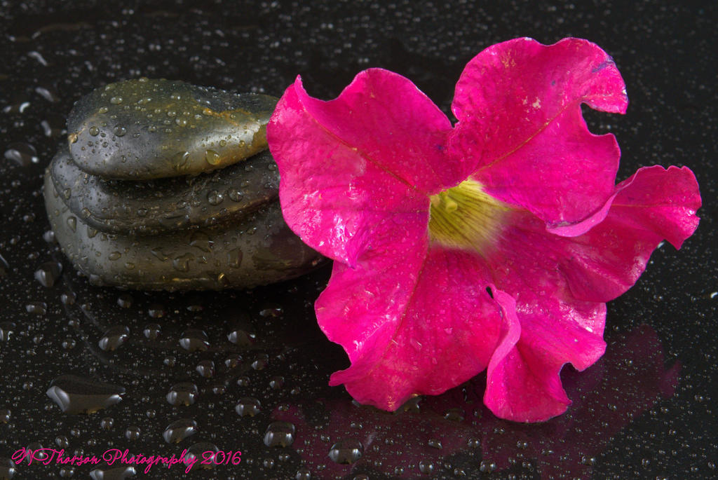 Rocks and Pink Petunia  8-27-2016.jpg