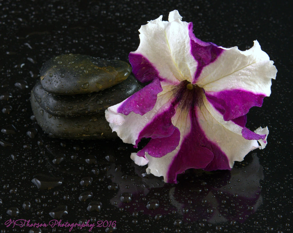 Rocks and Purple and White Petunias  8-27-2016.jpg