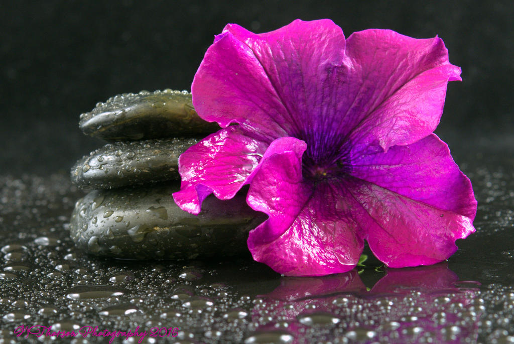Rocks and Purple Petunia #2 8-27-2016.jpg