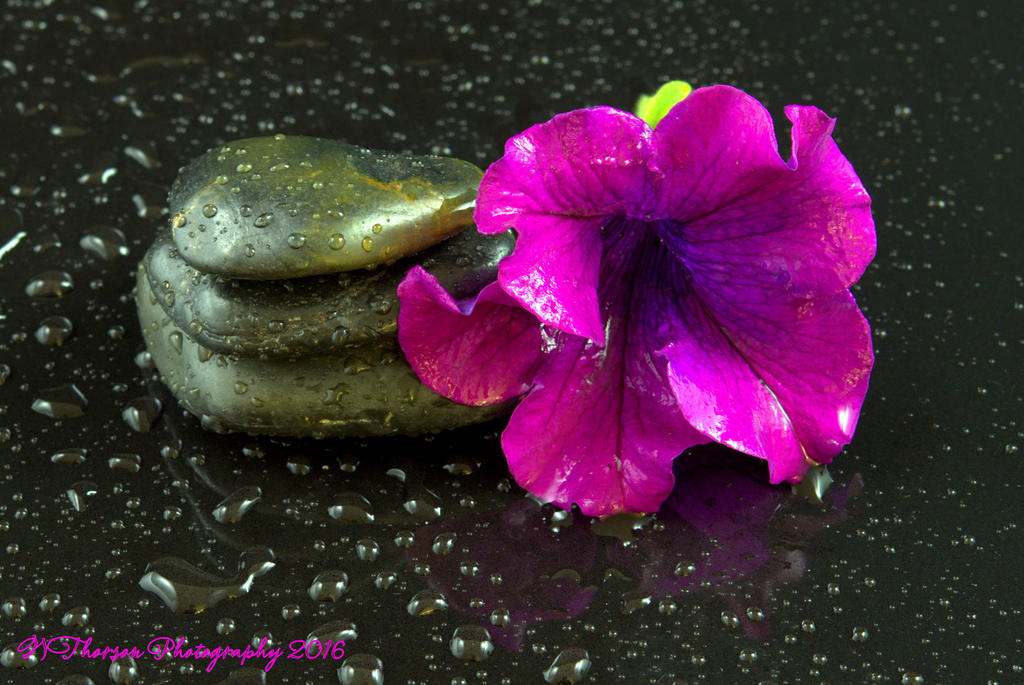 Rocks and Purple Petunia  8-27-2016.jpg