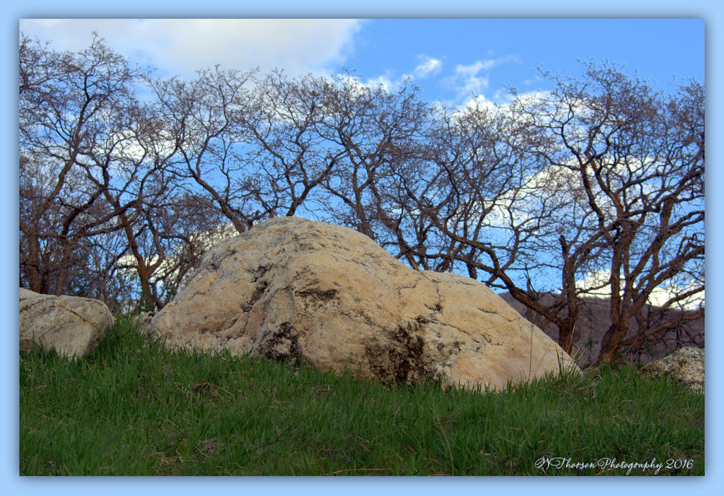 Rocks and Trees at Farmington Pond 4-9-2016.jpg