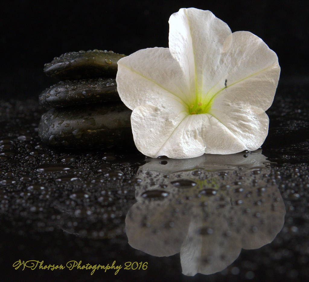 Rocks and White Petunia #2  8-27-2016.jpg