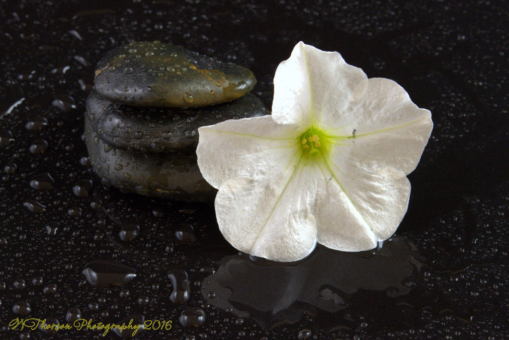 Rocks and White Petunia  8-27-2016.jpg