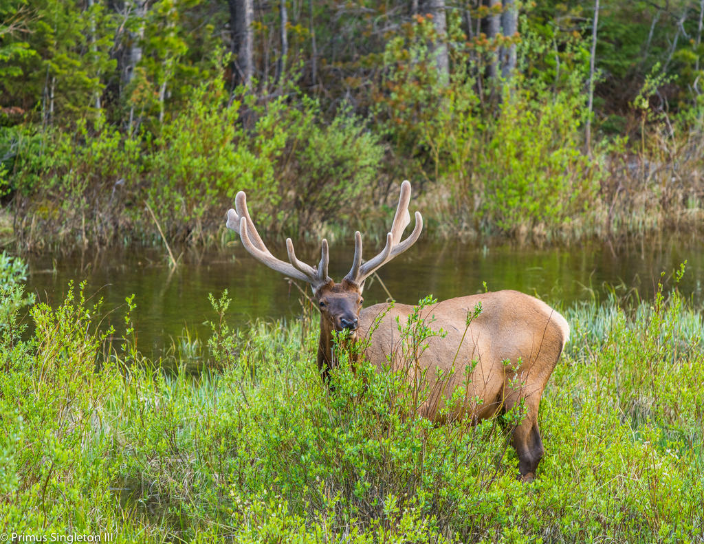 Rocky Mountain Male elk 3.jpg
