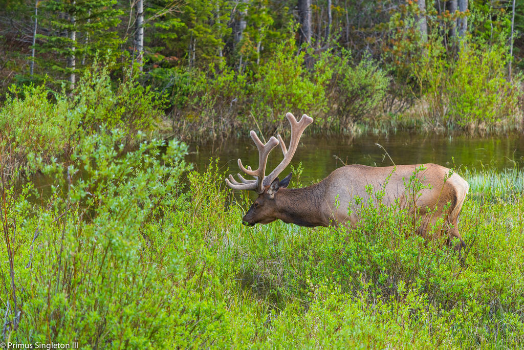 Rocky Mountain Male elk3.jpg