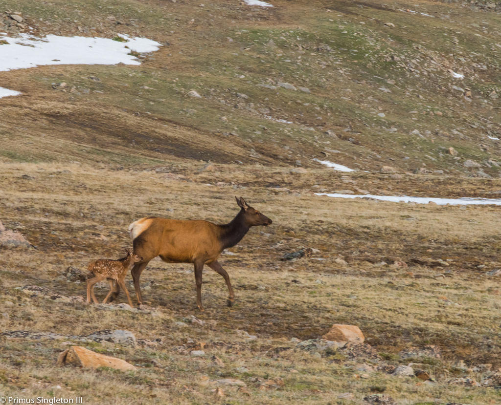 Rocky Mountain mother elk and baby.jpg