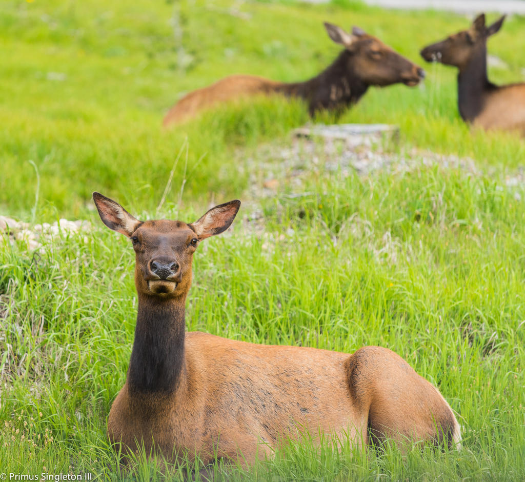 Rocky Mountan Elk closeup trio.jpg