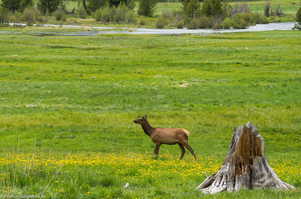 Rocky Mountan female elk.jpg