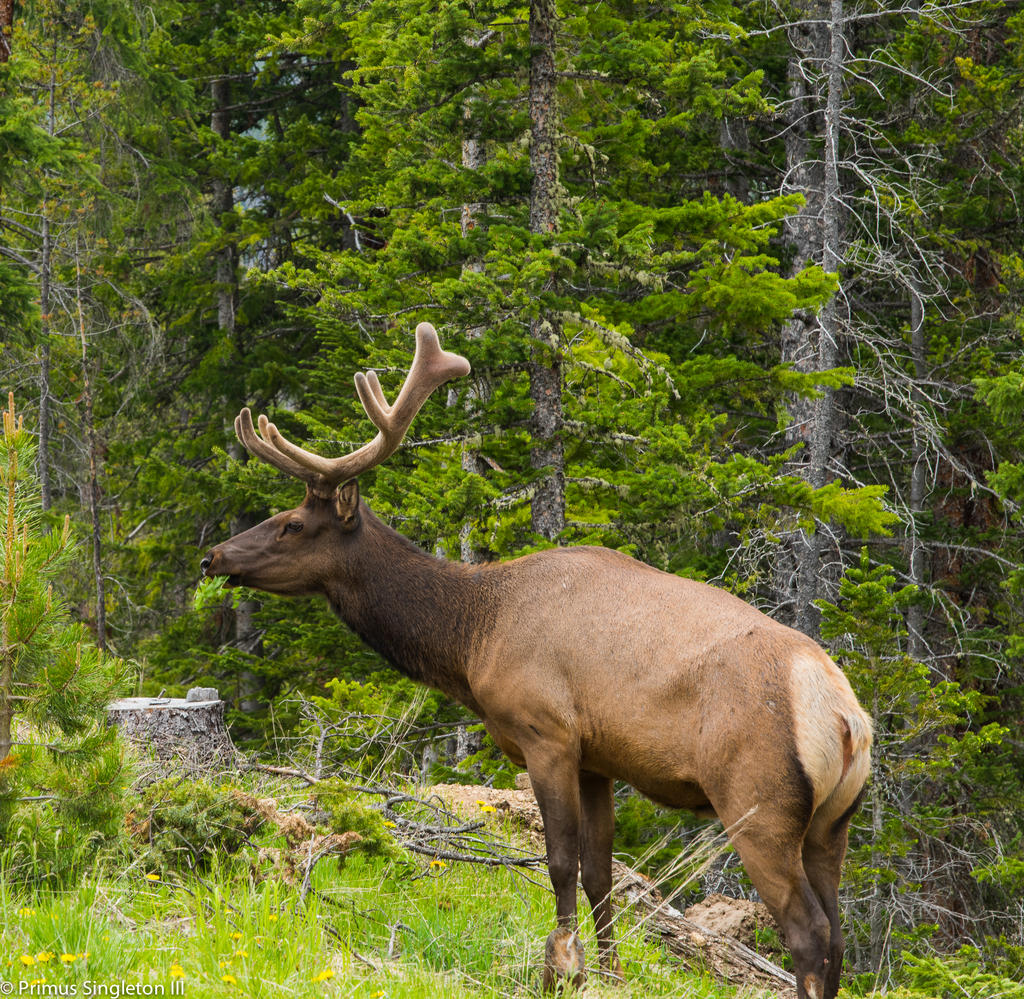 Rocky Mountan male elk2.jpg