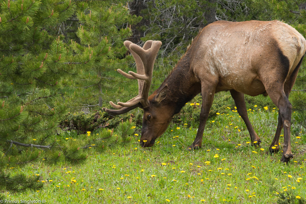 Rocky Mountan male elk3.jpg