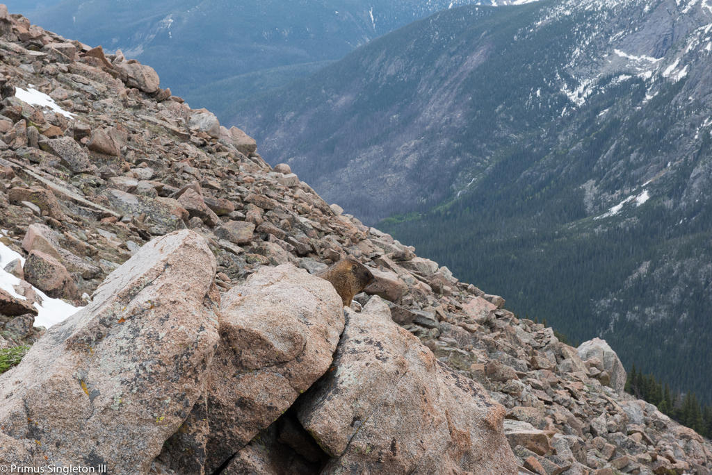 Rocky Mountan marmot2.jpg